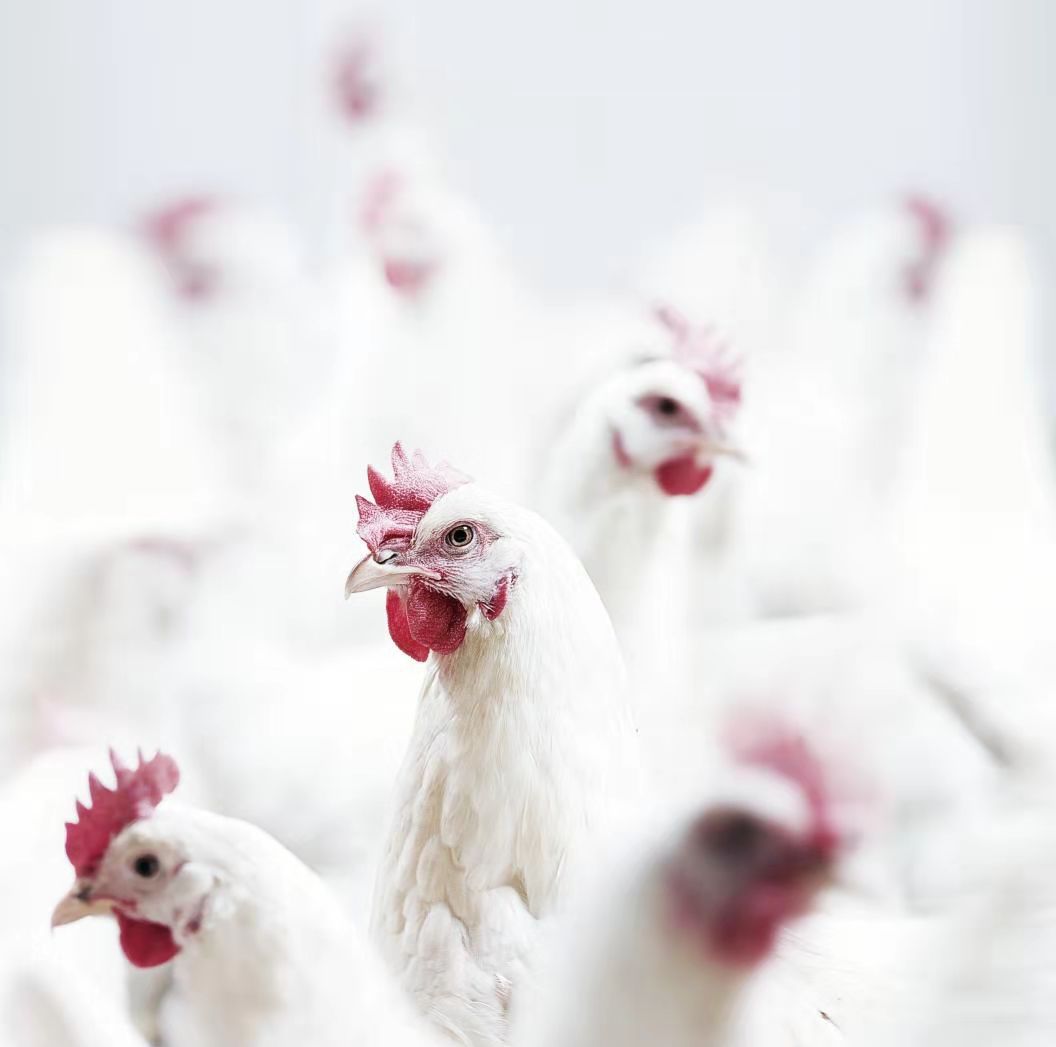 BETWAY·必威(西汉姆联)官方网站-West Ham United