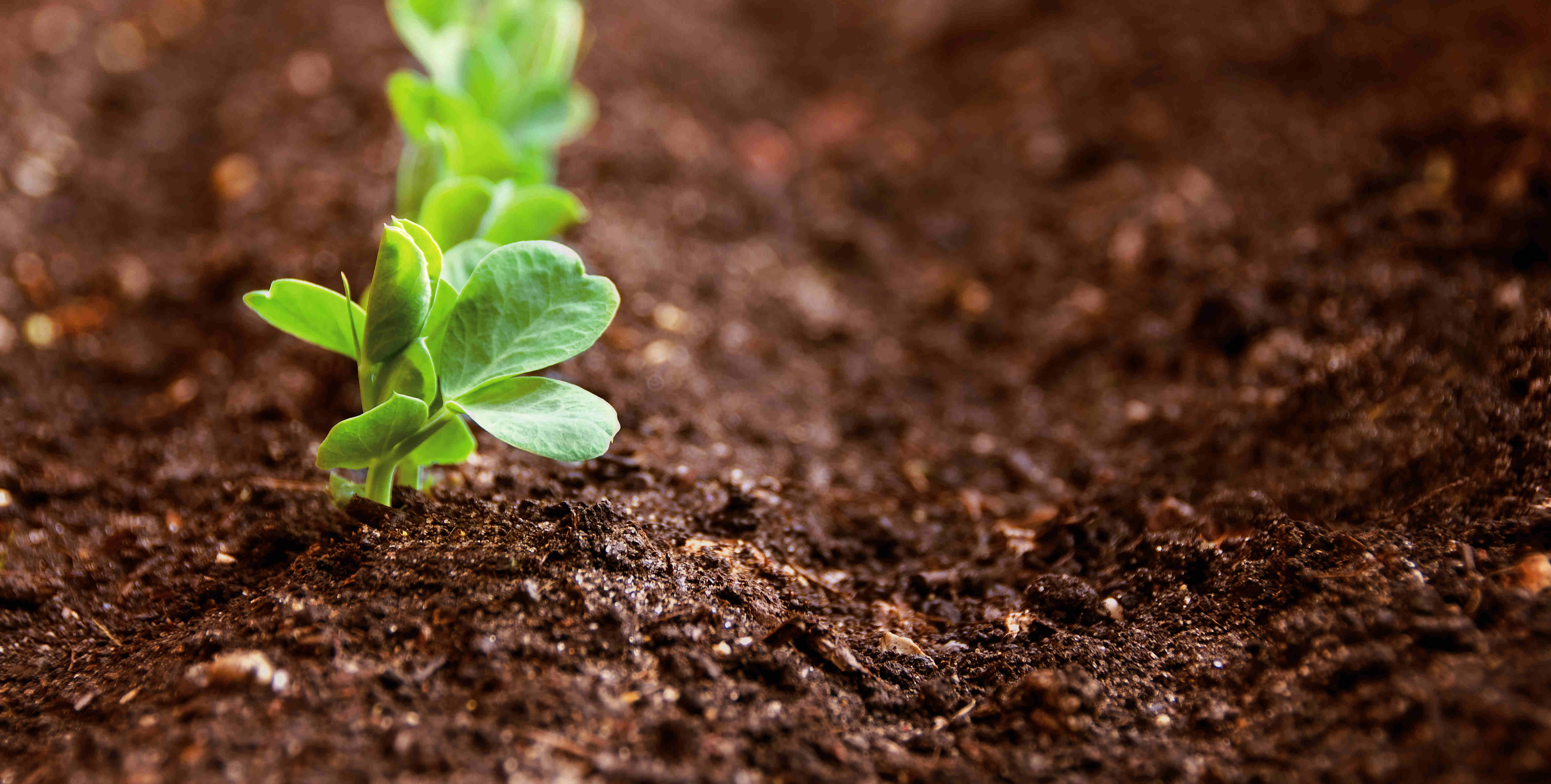 BETWAY·必威(西汉姆联)官方网站-West Ham United